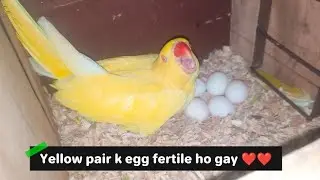 Yellow ringneck parrot pair na egg fertile ker liya ❤️❤️❤️ | Episode 27
