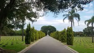 Centennial Park's Lone Pines