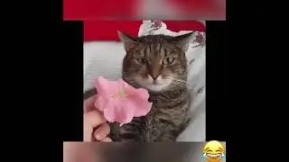 Cat can&rsquo;t handle flower