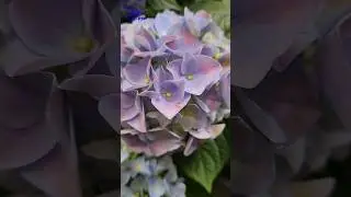 Trivia! What Flower Is This? #quiz #triviashort #flower #flowerlover #plants #plantas #guess #flores