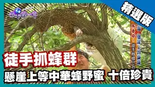 【河南】不要命！徒手移蜂 尋懸崖上等中華蜂野蜜｜《世界第一等》563集精華版