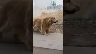 不记仇的金毛狗狗
