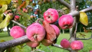 Early September , Начало Сентября.