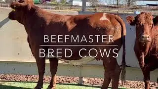 Beefmaster and Beefmaster Cross Bred Cows