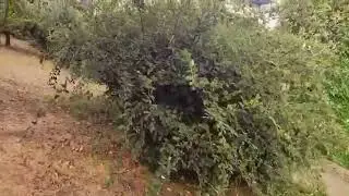 Panel &ccedil;it &uuml;zerine y&uuml;kseltme ve &Ccedil;im&ccedil;it uygulaması