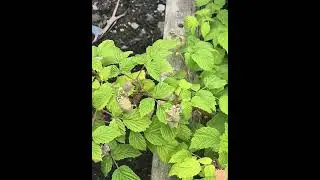 #496 The journey of a forgotten garden - Raspberries - June 2025