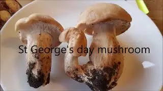Mushroom ID | St George's mushroom