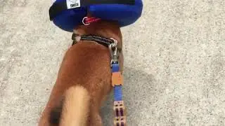 KONG Cloud Collar