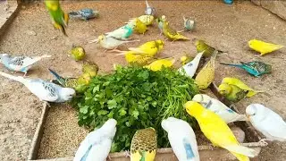  Budgies Singing in pet store | Australian Parrot Eating Green Breeding food 