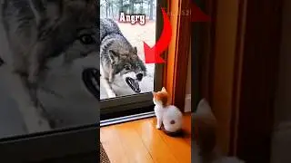 😼 One Look, and You&rsquo;re the Angry Boss!  Cat Attitude Shorts #foryou #shortvideo #viralshorts#1milion