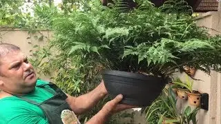 Vídeo ensinando como plantar e cuidar de renda portuguesa