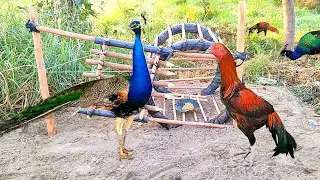 Simple Unique Chicken and peacock  Trap | using motor bike wheel and wood new Technique ..