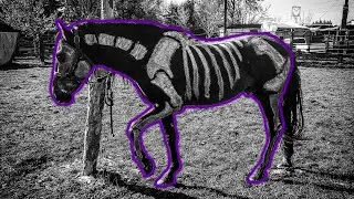 PINTAMOS MI CABALLO DE ESQUELETO!!!