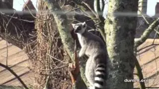Leaping lemurs at Durrell