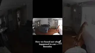Roomba ATTACKS dog! Dog retaliates and the unexpected happens!