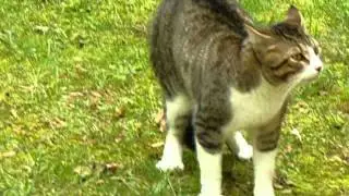Yelling Cat
