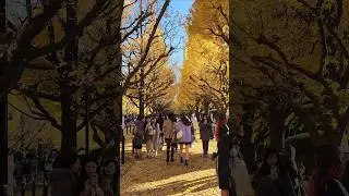 Meiji Jingu Gaien Ginkgo - 外苑いちょう並木 #japan #travel #秋 #autumn #tokyo #旅行 #fyp #viral