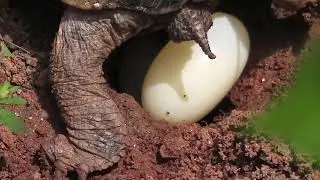 Eastern Box Turtle Digs Nest, Lays Eggs
