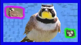 Horned Lark Bird Singing, Sound, Calling, Voice - Alondra Cornuda Canto - Eremophila alpestris