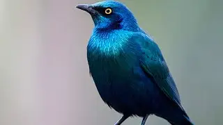 Blue-Eared Starling Голубоухий Скворец