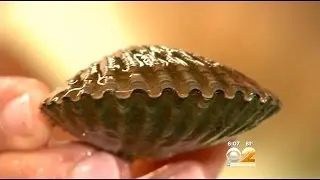 Toxic Rust Tide Taints East End Of Long Island
