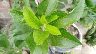 Apple leaf