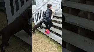 puppys at play#cute#dogfriends #dog#doggielife #puppylife #kids #kidsvideo#cute#adorabledog#dogs