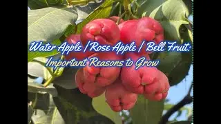 Water Apple |  Rose Apple |   Bell Fruit : Important Reasons To Grow