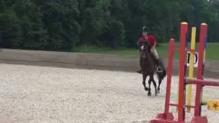 Dartmoor Pony has LIttle Springers on his Heels!