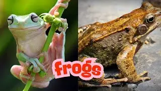 The Frog&rsquo;s Journey &ndash; 100 Days of Rain, Life, and Survival