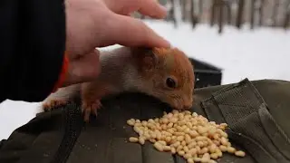 Молодая гладибельная белка / Young squirrel