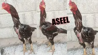 Assel cock