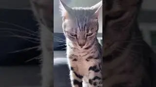 Zoe The Bengal Cat Pleads The 5th Amendment #Caturday