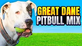 Great Dane Pitbull Mix | An Under Rated, Perfect Family Pet