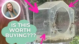 Amazon Finds - 3 Years of Use -  Does This Transparent Bird Feeder Fall Off the Window?