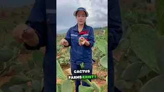 Cactus Farming 🌵 Sustainable Agriculture for Arid Regions #shortsvideo  #agricultureeducation