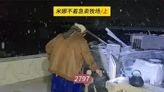 大暴雪侵袭牧场，米娜不着急卖牧场，米娜纪录片2797（上）