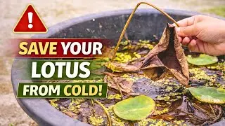 Lotus Winter Care | How I Care My Lotus From October to January 🌸 #Youtube #gardening #lotus
