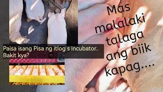 incubated Native chicken eggs.. results?malalaking biik.. ganto po kasi nangyari...