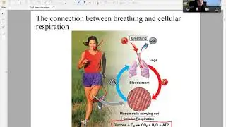 Ch 6 How Cells Harvest Chemical Energy