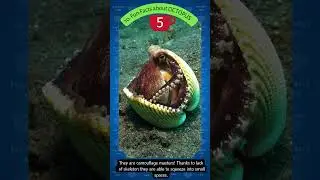 10 Fun Facts About Octopus Which Will Surprise You