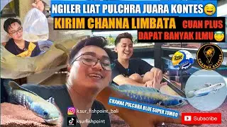 SKYLARK AQUATIC❓️ REVIEW CHANNA BLUE PULCHA JUMBO 29CM❗️BAST SALLER CHANNA DI DENPASAR❓️PIALA BANYAK