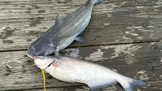 Fishing for Blue Catfish on the Patuxent River || Fishing ASMR