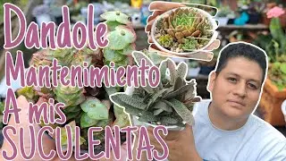 ✨ Rescatando mis suculentas olvidadas | Trasplantes y nuevos comienzos 🌱🪴