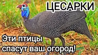 ЦЕСАРКИ: Королевская Птица, Которую Мы Недооценивали! GUINEA FOOLS: The Royal Bird We Underestimated