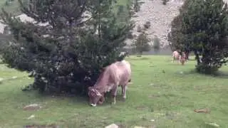'Musical' cows in Aig&uuml;estortes National Park, Catalonia, Spain