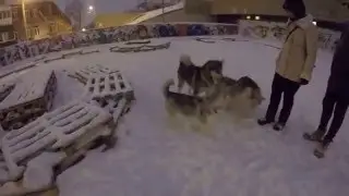 husky ( puppy's fights ) go pro hero 4 at night