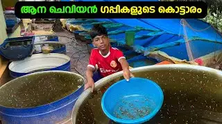 ആന ചെവിയൻ ഗപ്പികളുടെ കൊട്ടാരം PPR Guppy farm | Subair Ikka