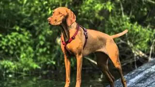 Vizsla Dogs | Dog Breed Vizsla Set Of Cute Pictures