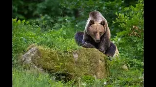 Can Your Dog Survive in the Wilderness? Facts!